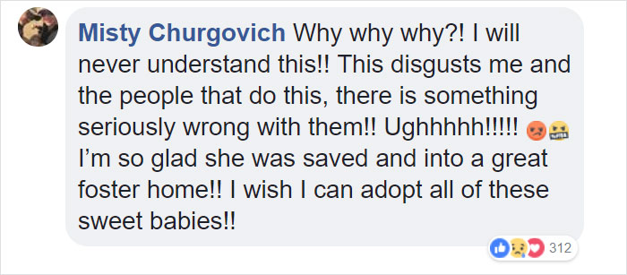 Dog Kept On Such A Short Chain She Could Never Rest Her Head Is Finally Rescued And The After Pics Will Bring You Joy Dog Kept On Such A Short Chain She Could Never Rest Her Head Is Finally Rescued And The After Pics Will Bring You Joy