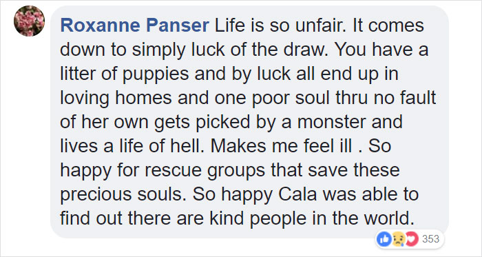 Dog Kept On Such A Short Chain She Could Never Rest Her Head Is Finally Rescued And The After Pics Will Bring You Joy Dog Kept On Such A Short Chain She Could Never Rest Her Head Is Finally Rescued And The After Pics Will Bring You Joy
