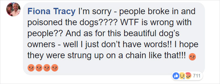 Dog Kept On Such A Short Chain She Could Never Rest Her Head Is Finally Rescued And The After Pics Will Bring You Joy