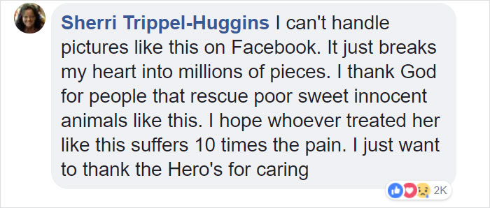 Dog Kept On Such A Short Chain She Could Never Rest Her Head Is Finally Rescued And The After Pics Will Bring You Joy