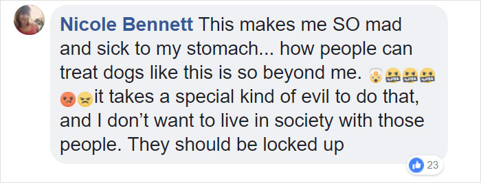 Dog Kept On Such A Short Chain She Could Never Rest Her Head Is Finally Rescued And The After Pics Will Bring You Joy