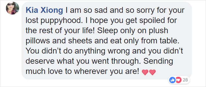 Dog Kept On Such A Short Chain She Could Never Rest Her Head Is Finally Rescued And The After Pics Will Bring You Joy Dog Kept On Such A Short Chain She Could Never Rest Her Head Is Finally Rescued And The After Pics Will Bring You Joy
