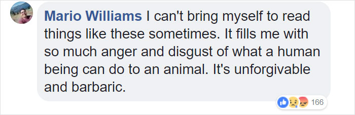 Dog Kept On Such A Short Chain She Could Never Rest Her Head Is Finally Rescued And The After Pics Will Bring You Joy