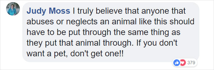 Dog Kept On Such A Short Chain She Could Never Rest Her Head Is Finally Rescued And The After Pics Will Bring You Joy