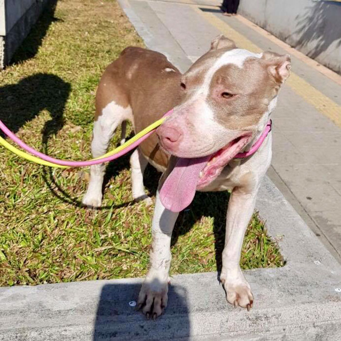 Dog Kept On Such A Short Chain She Could Never Rest Her Head Is Finally Rescued And The After Pics Will Bring You Joy Dog Kept On Such A Short Chain She Could Never Rest Her Head Is Finally Rescued And The After Pics Will Bring You Joy