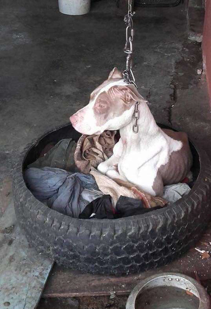Dog Kept On Such A Short Chain She Could Never Rest Her Head Is Finally Rescued And The After Pics Will Bring You Joy Dog Kept On Such A Short Chain She Could Never Rest Her Head Is Finally Rescued And The After Pics Will Bring You Joy