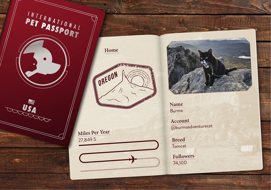 The Jet Set Pets Of Instagram - Who Travel Way More Than Us