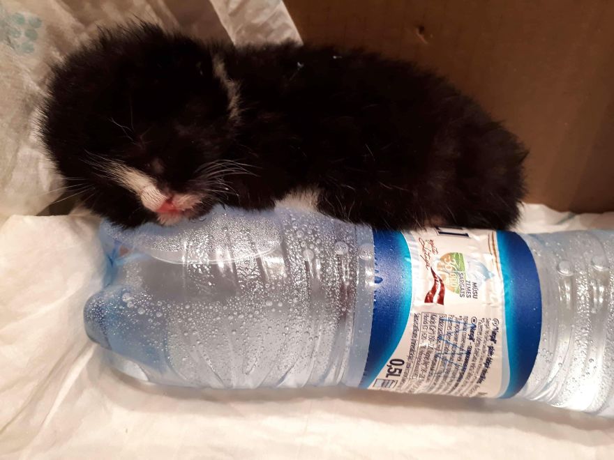 Stray Cats Need Medical Care