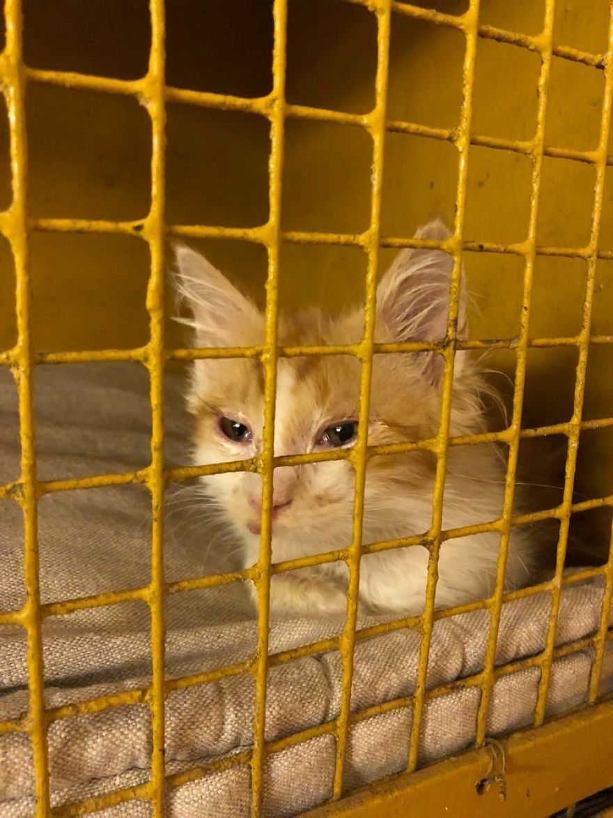 Stray Cats Need Medical Care