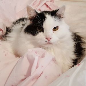 glendabagrowski avatar