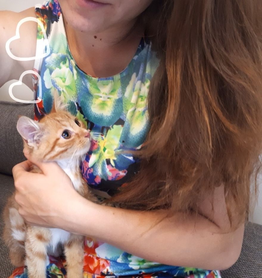 Stray Cats Need Medical Care Stray Cats Need Medical Care