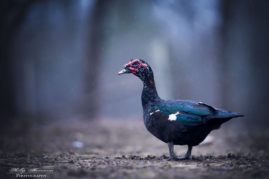 Growing Up In A Farm