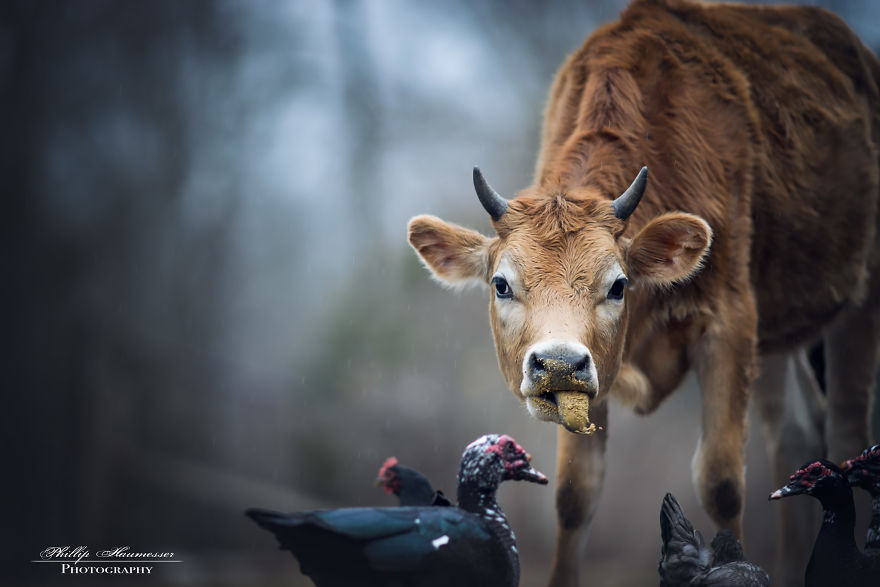 Growing Up In A Farm