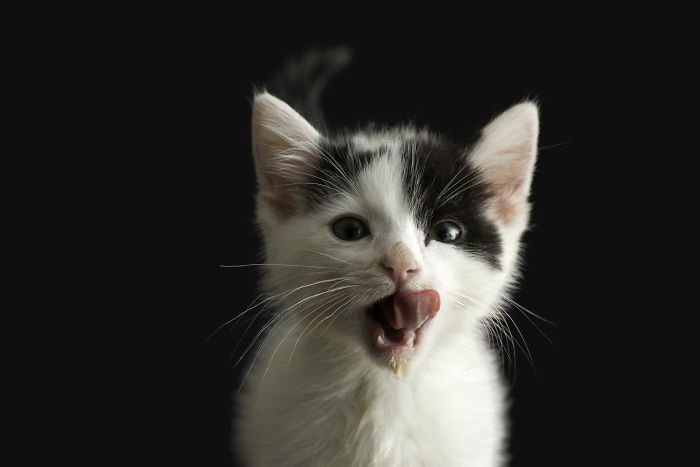 I Spent Months Photographing White And Siamese Kittens Available For Adoption