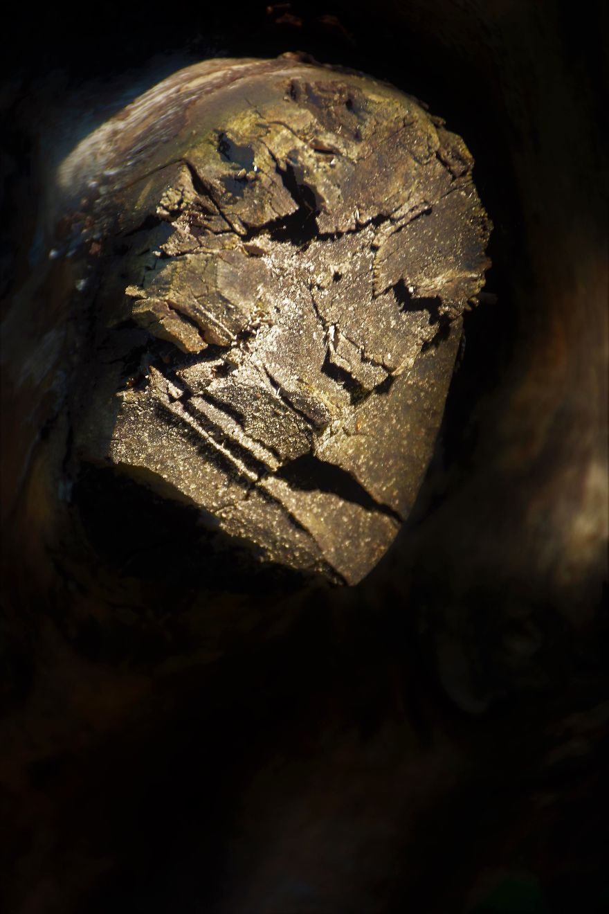 The Lights And The Stump