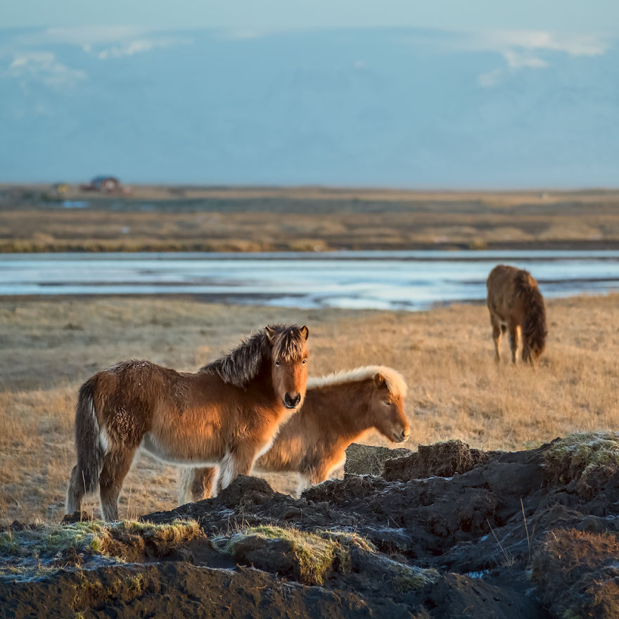 I Travelled Through Iceland In Winter And Here Is What I Can Tell You About My Experience