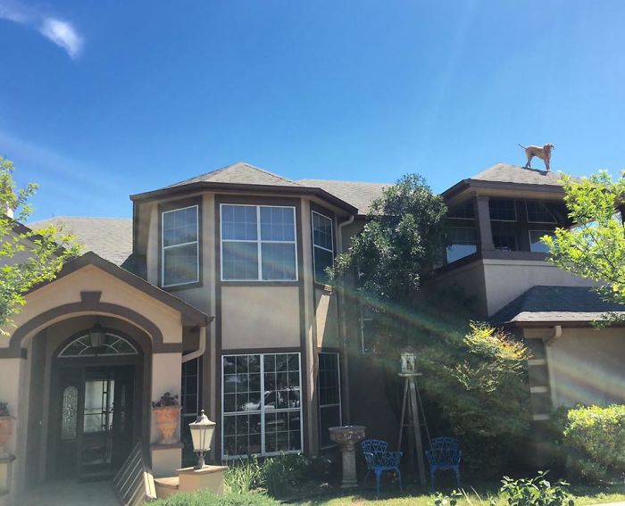 Dog Waits For His Owner To Arrive Home In A Unique Way, And It's Hilarious Dog Waits For His Owner To Arrive Home In A Unique Way, And It's Hilarious
