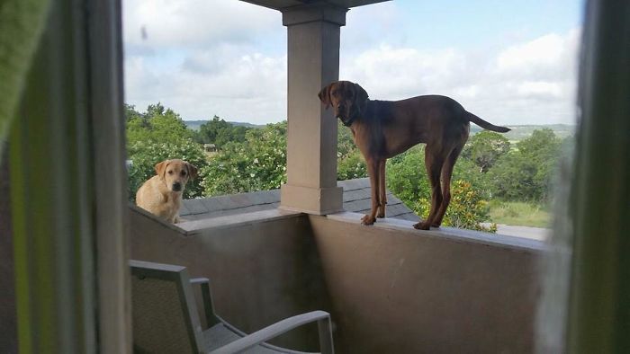 Dog Waits For His Owner To Arrive Home In A Unique Way, And It's Hilarious Dog Waits For His Owner To Arrive Home In A Unique Way, And It's Hilarious