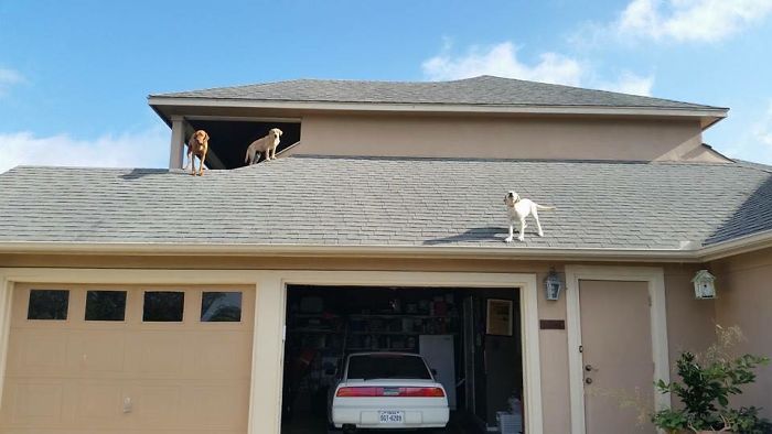 Dog Waits For His Owner To Arrive Home In A Unique Way, And It's Hilarious Dog Waits For His Owner To Arrive Home In A Unique Way, And It's Hilarious