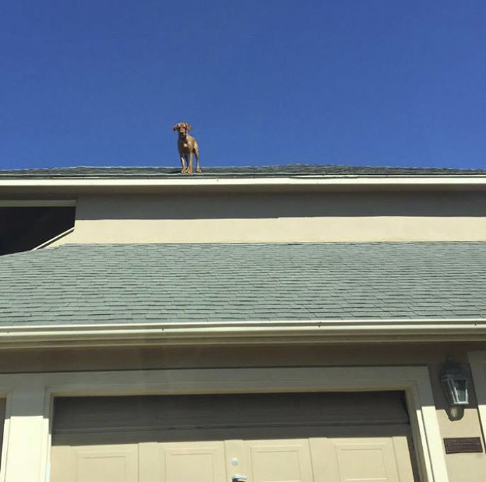 Dog Waits For His Owner To Arrive Home In A Unique Way, And It's Hilarious Dog Waits For His Owner To Arrive Home In A Unique Way, And It's Hilarious