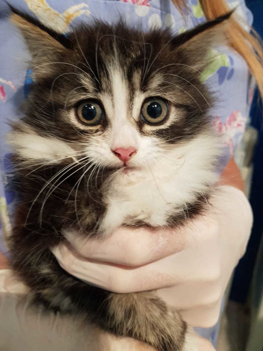 Stray Cats Need Medical Care