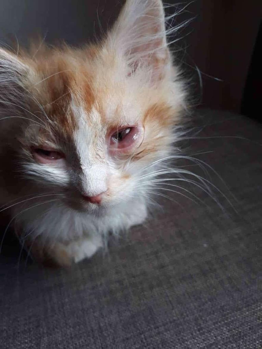 Stray Cats Need Medical Care