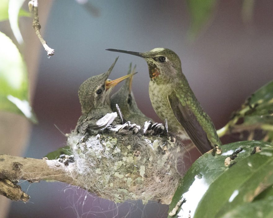 19 Things To Know About Hummingbirds