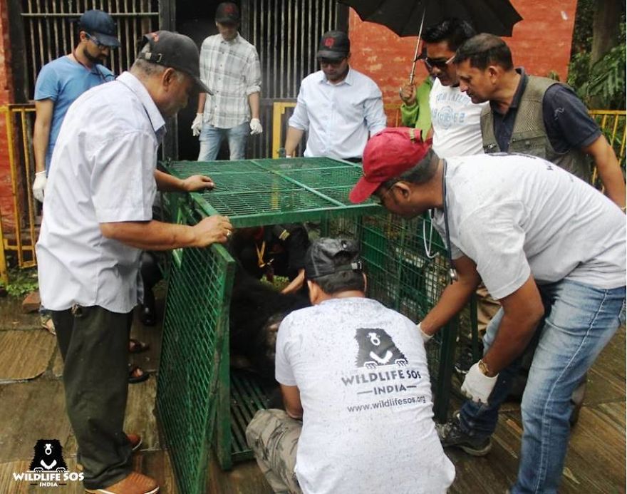 Ex-Dancing Bear Rangila's Journey To Freedom From Nepal To India!