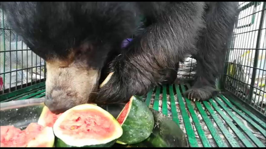 Ex-Dancing Bear Rangila's Journey To Freedom From Nepal To India!