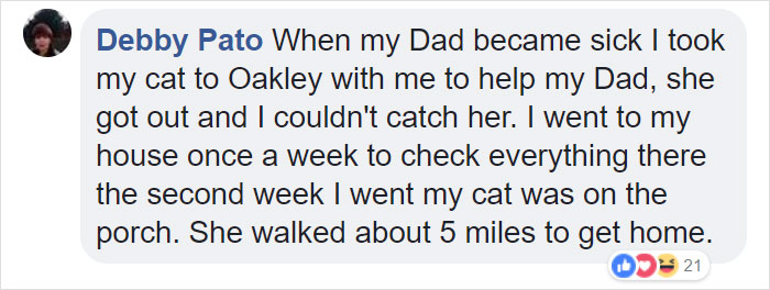 Elderly Cat Finds Its Way Home After 13 Years, And The Reunion Leaves Everybody In Tears