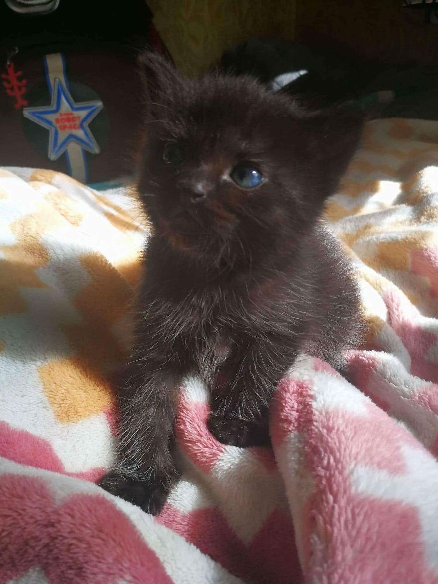 Stray Cats Need Medical Care Stray Cats Need Medical Care