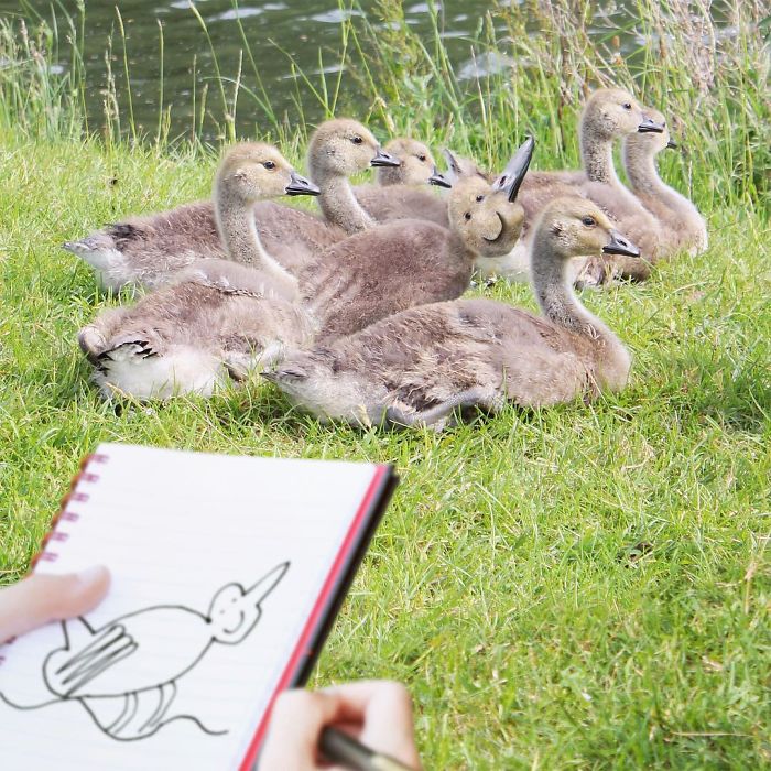 Duckling Drawing