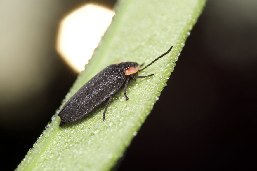 I Wake Up At The Crack Of Dawn To Photograph Insects And Spiders Waking Up With The Sunrise