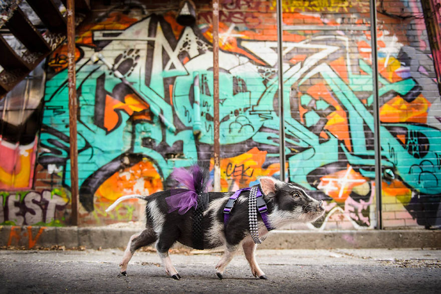 I Photographed A Pig In A Graffiti Alley