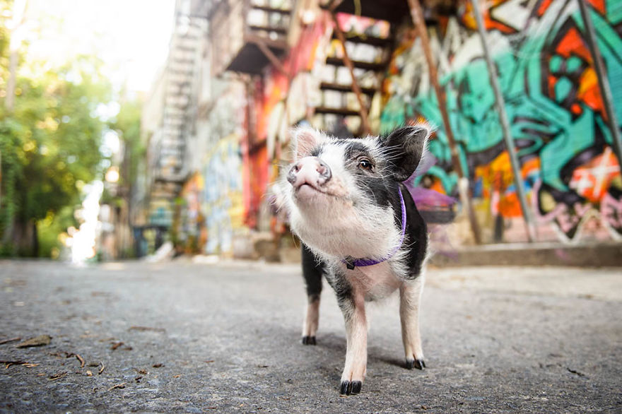 I Photographed A Pig In A Graffiti Alley