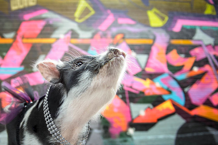 I Photographed A Pig In A Graffiti Alley