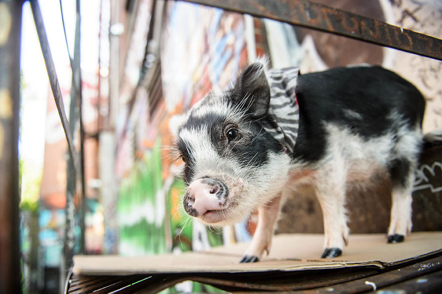 I Photographed A Pig In A Graffiti Alley