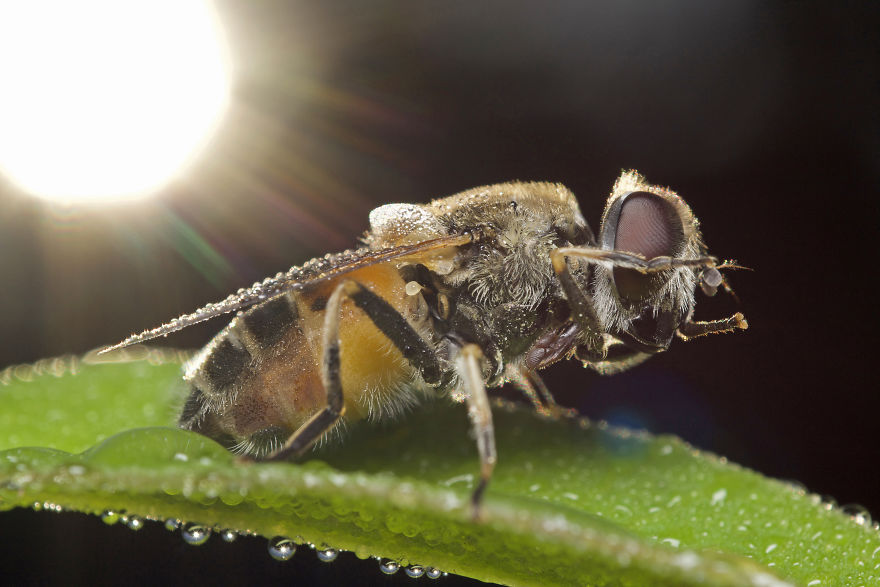 I Wake Up At The Crack Of Dawn To Photograph Insects And Spiders Waking Up With The Sunrise
