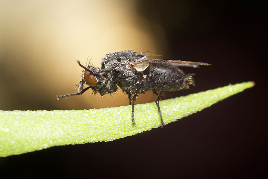 I Wake Up At The Crack Of Dawn To Photograph Insects And Spiders Waking Up With The Sunrise I Wake Up At The Crack Of Dawn To Photograph Insects And Spiders Waking Up With The Sunrise