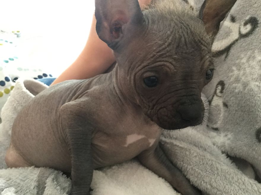 Hello Everyone! My Name Is Dumbo