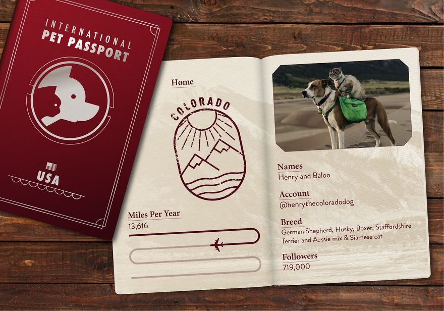 The Jet Set Pets Of Instagram - Who Travel Way More Than Us