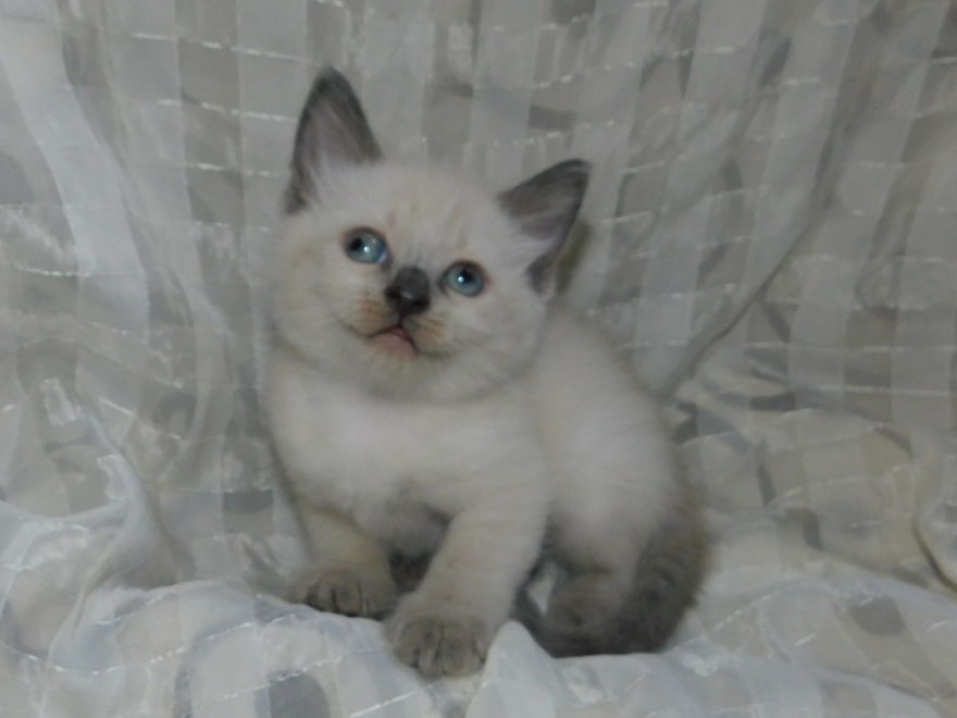 Hi. My Name Is "Googlee" The Googly Eyed Kitten