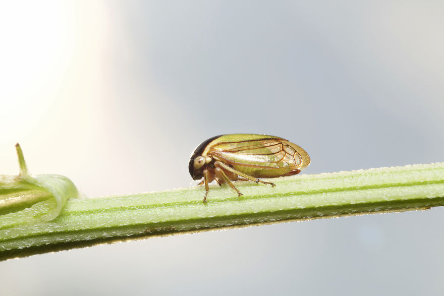 I Wake Up At The Crack Of Dawn To Photograph Insects And Spiders Waking Up With The Sunrise I Wake Up At The Crack Of Dawn To Photograph Insects And Spiders Waking Up With The Sunrise