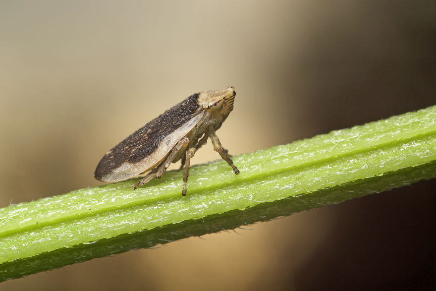 I Wake Up At The Crack Of Dawn To Photograph Insects And Spiders Waking Up With The Sunrise