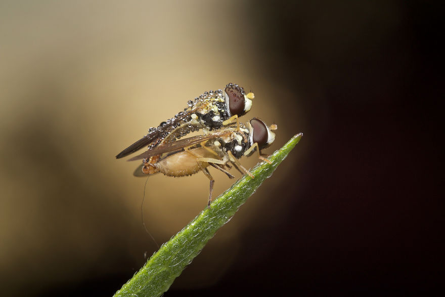 I Wake Up At The Crack Of Dawn To Photograph Insects And Spiders Waking Up With The Sunrise