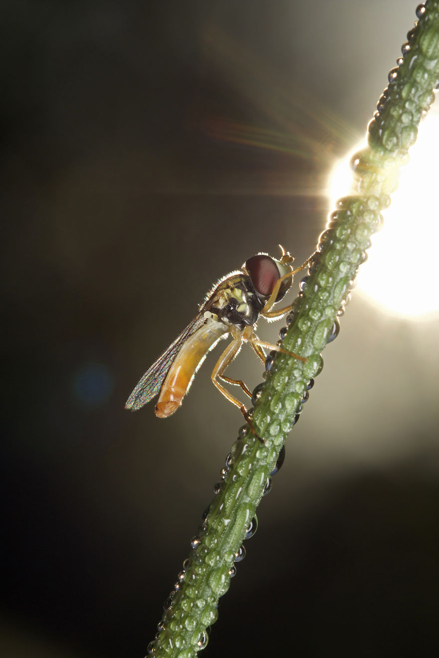 I Wake Up At The Crack Of Dawn To Photograph Insects And Spiders Waking Up With The Sunrise