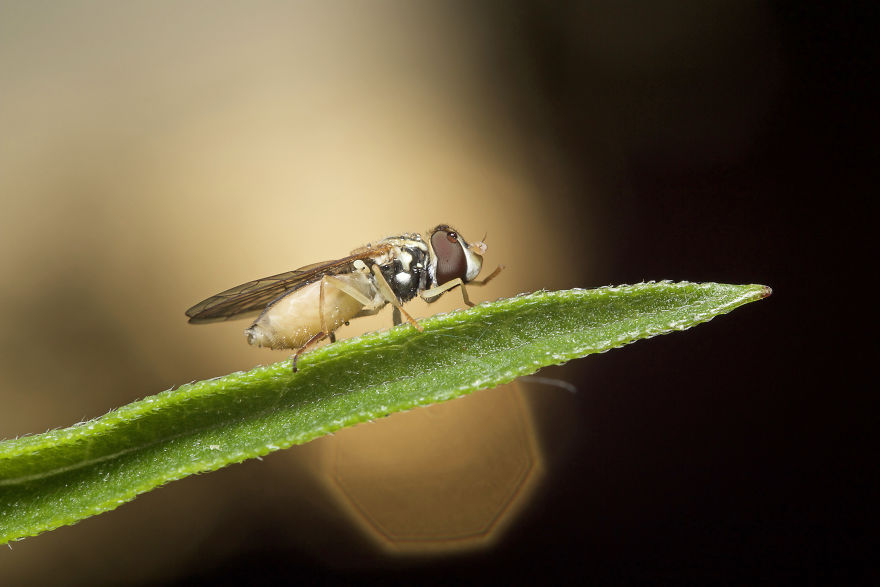 I Wake Up At The Crack Of Dawn To Photograph Insects And Spiders Waking Up With The Sunrise