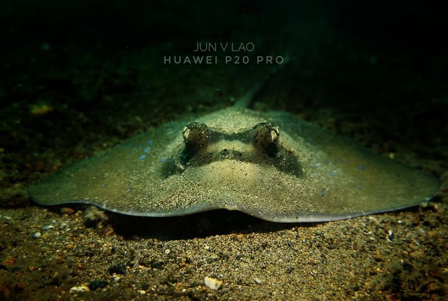 Huawei P20 Pro Goes Diving And Takes Underwater Photos Of The Tiny Ocean Wildlife Huawei P20 Pro Goes Diving And Takes Underwater Photos Of The Tiny Ocean Wildlife