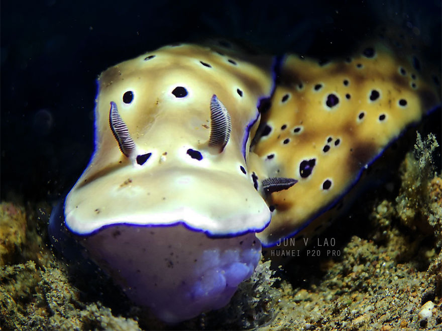 Huawei P20 Pro Goes Diving And Takes Underwater Photos Of The Tiny Ocean Wildlife