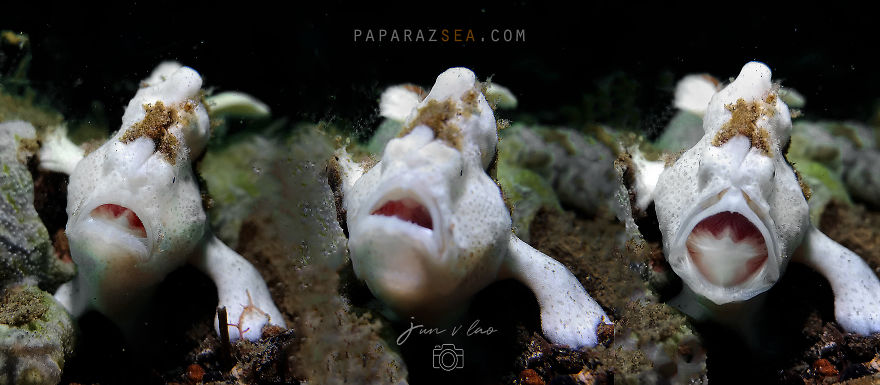 Huawei P20 Pro Goes Diving And Takes Underwater Photos Of The Tiny Ocean Wildlife